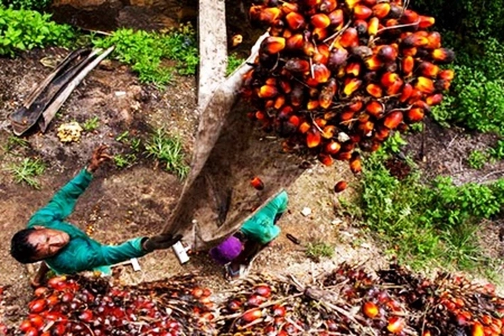 Pajak Air Permukaan Tanah akan Berlaku Maret 2026, DPRD Riau: 'untuk Perusahaan Sawit Bisa Raup Rp4 Triliun'