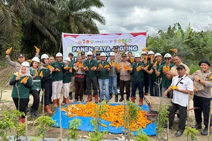 PT Tunggal Perkasa Plantations Panen Jagung kedua yang Tetap Komitmen Dukung Ketahanan Pangan
