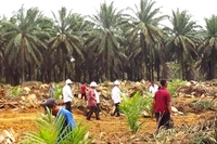 Pemprov Riau Targetkan 11.600 Ha Sawit Diremajakan Sepanjang Tahun 2026