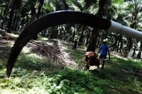 DPR RI Minta Pemerintah Beri Kepastian Hukum Bagi Industri Sawit Ditengah Penertiban Kawasan Hutan