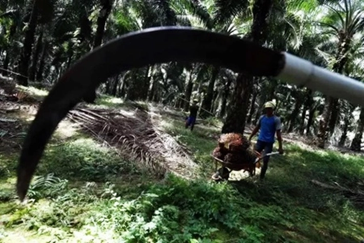 DPR RI Minta Pemerintah Beri Kepastian Hukum Bagi Industri Sawit Ditengah Penertiban Kawasan Hutan