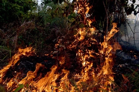 BPBD Riau Catat Karhutla Capai 1.041 Hektare Lahan Terbakar Sepanjang 2026