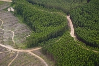 Investor Tak Minati Usaha HTI Lagi, Relawan Gabungan Rakyat Prabowo Gibran: 'Mereka Lebih Senang Menambang Batubara atau Kebun Sawit'