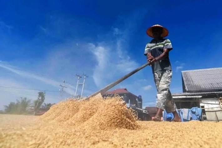 Indonesia akan Impor 1.000 Ton Beras dari AS Ditengah Klaim Swasembada, 'Sebagai Bagian dari Perjanjian Perdagangan Resiprokal'
