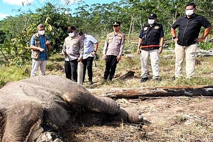 Pelaku Pembunuhan Gajah Sumatera di Pelalawan Ditangkap