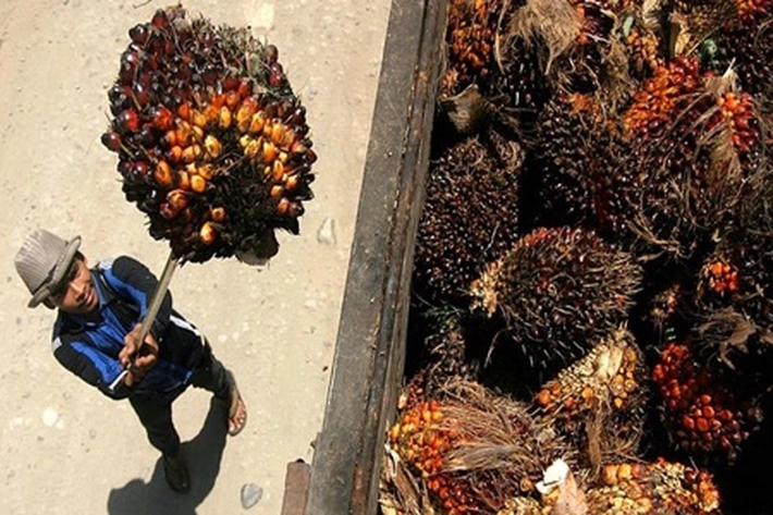 Pemerintah Dorong Uni Eropa Patuhi Putusan WTO Soal Minyak Sawit