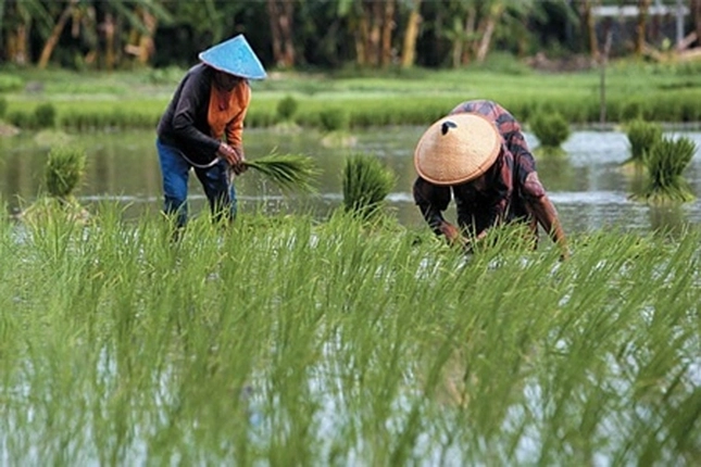 Riau Terancam dapat Penghentian Bantuan Program Cetak Sawah Baru dari Kementan 