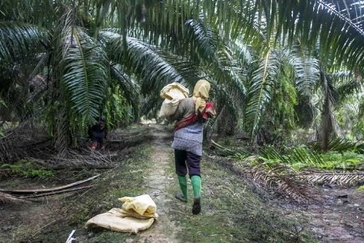 GAPKI dan BPDP Tingkatkan Perlindungan Pekerja Perempuan di Perkebunan Sawit