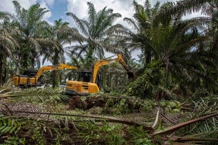 Relawan Gabungan Rakyat Prabowo Gibran Menolak Keras Relokasi dan Pemindahan Warga TNTN yang Berisiko Melanggar HAM