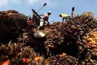 Kenaikan Pungutan Ekspor CPO Menuai Penolakan dari SPKS