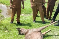 Kemenhut Selidiki Misteri Kematian Rusa Secara Sadis di Siak