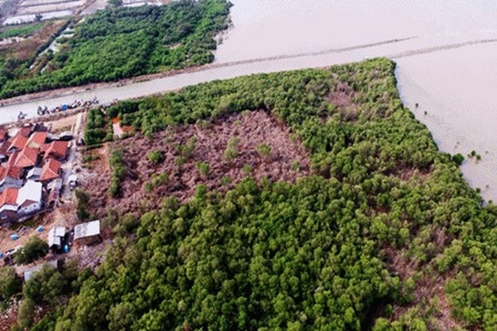 Pengusaha Dapur Arang Mulai 'Gelap Mata' Lihat Hutan Bakau, Aktivis Lingkungan: Jangan Sampai Mangrove di Sumatera Tinggal Cerita! 