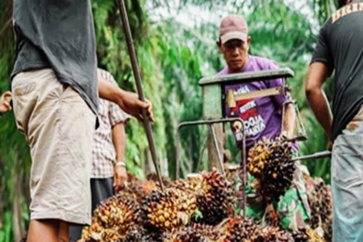 Harga Sawit Mitra Swadaya Riau Kembali Menguat jadi Tembus Rp 3.967 per Kg
