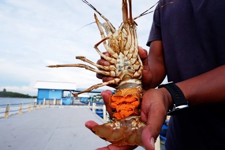 Budidaya Lobster di Batam Diekspor ke China, Taiwan dan Australia, 'yang Juga Hadapi Tantangan Hebat di Pasar Eropa'  