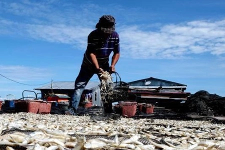 Nasib Nelayan Bilis Dimusim Penghujan, 'Jadi Kesulitan Keringkan Hasil Tangkapan Laut'