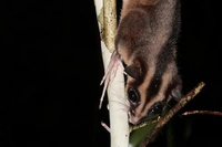 Possum Mungil dan Glider Dianggap Sudah Punah 6.000 Tahun Lalu 