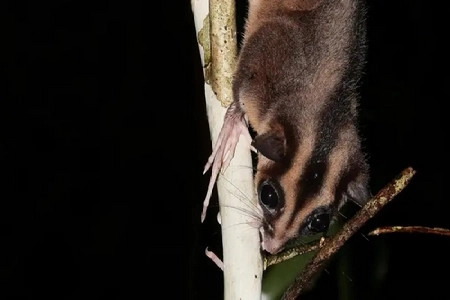 Possum Mungil dan Glider Dianggap Sudah Punah 6.000 Tahun Lalu 