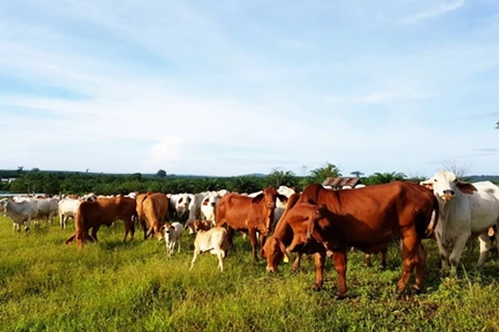 Riau Miliki Potensi untuk Pengembangan Peternakan Sapi yang Populasinya Masih 0,22 Persen