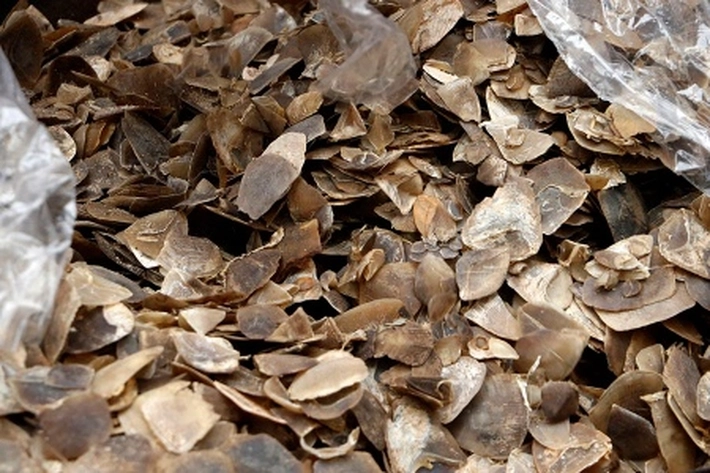 Kasus Penyelundupan 3 Ton Sisik Trenggiling, 'Sudah Tergolong Bencana Kejahatan Serius'