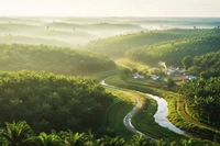 Sawit Juga Bisa Sebagai Penopang Ekonomi dan Sosial, Kata GAPKI 