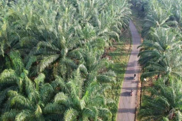 Pemkab Pelalawan Targetkan Industri Kelapa Sawit Jadi Episentrum di Riau