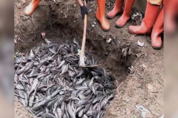 MUI Kritik Soal Penguburan Ikan Sapu-Sapu dalam Keadaan Masih Hidup