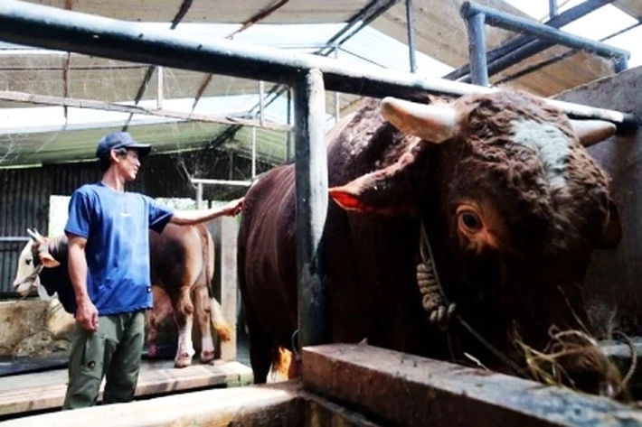 Pemprov Seleksi Sapi Kurban Bantuan Presiden Jelang Iduladha 1447 Hijriyah