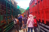 Badan Karantina Pastikan Distribusi Hewan Kurban dari Daerah ke Kota Rampung Sebelum Idul Adha