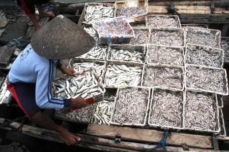 Nasib Abu-abu Nelayan Tradisional dan Kecil, 'Hidupnya Pun Semakin Hari jadi Tak Menentu'