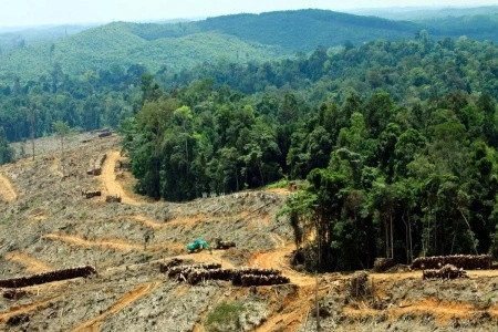 Hutan Tropis Sebagai Penghadang Perubahan Iklim Mulai Berantakan, 'Kisah Kerusakan Lingkungan Ini Sudah Seperti Jeruk Makan Jeruk'