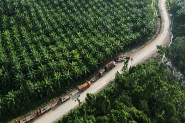 Industri Sawit Bantu Ekonomi Negara Tetapi Dibayangi Isu Lingkungan