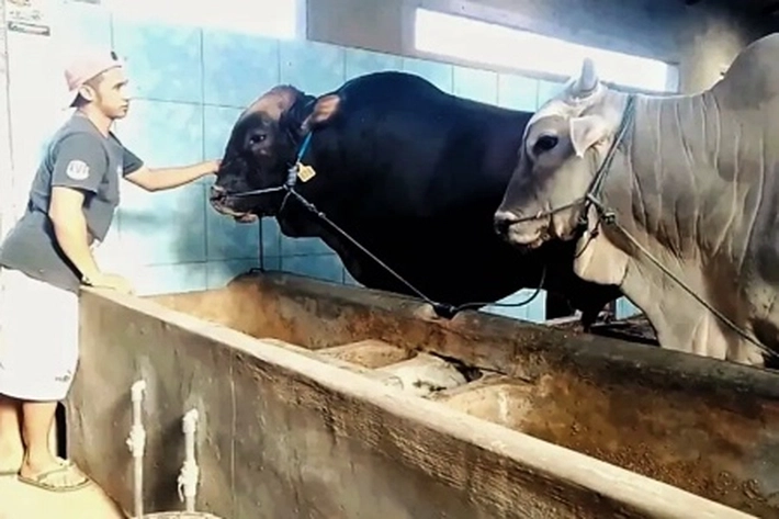 Sapi Ukuran Jumbo dari Kabupaten dan Kota Diusulkan Jadi Bantuan Presiden