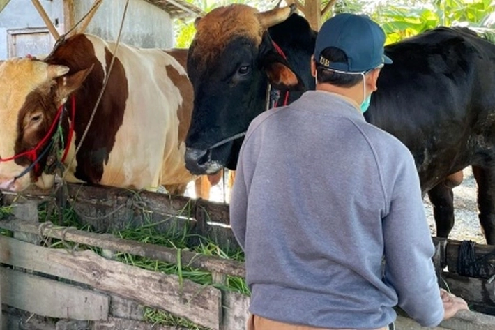 Dinas Peternakan dan Kesehatan Hewan Riau Usulkan Sapi Bantuan Presiden Prabowo Seberat 907 Kilogram 