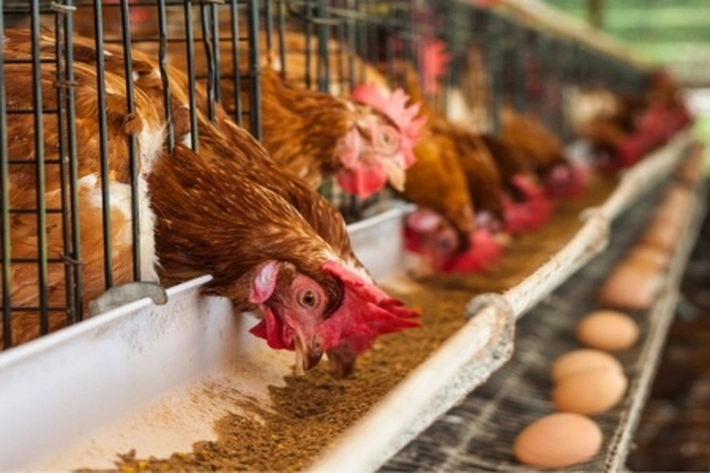 Dua Perusahaan Kuasai Industri Ayam Bisa Penuhi MBG yang Nilai Perputaran Uangnya Rp400T 