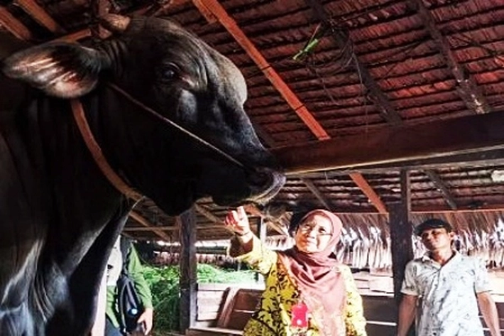 Sapi Bantuan Presiden Bersaing di Kabupaten/Kota, 'Tembilahan Unggul Punya Bobot 1 Ton'