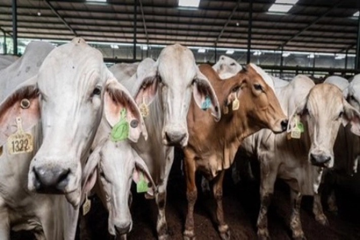 Distankan Pastikan Stok Sapi Kurban untuk Idul Adha 2026 Aman
