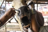 Distankan Jamin Kesehatan 3.500 Sapi Kurban di Iduladha 1446 Hijriah