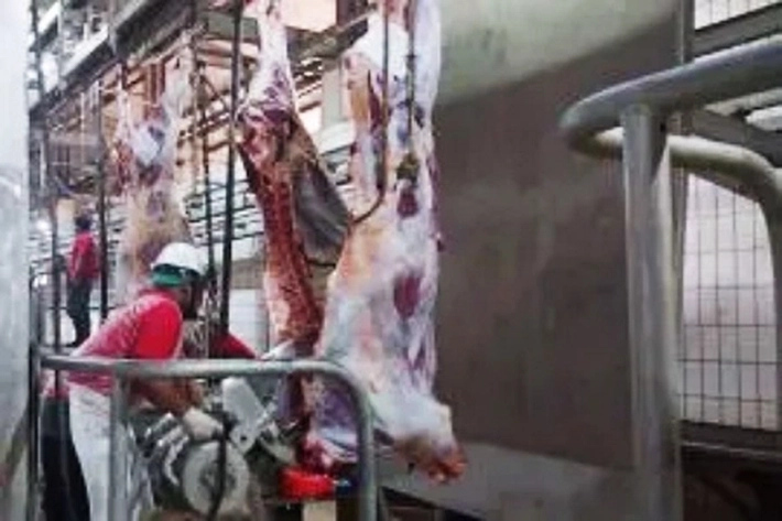 Jelang Iduladha 1447 H Sapi Kurban di Beri Label dan Izin Potong
