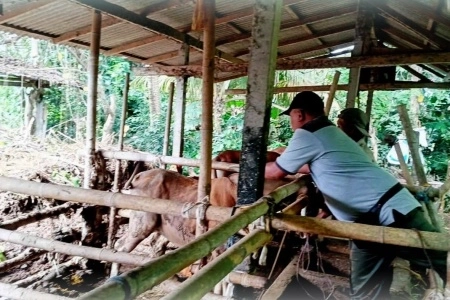 PT Musim Mas Peduli Keagamaan yang Setiap Tahun Konsisten Siapkan Hewan Kurban