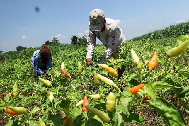BI dan TPID Riau Perluas Sumber Pasokan Suplai Cabai dan Bawang dari Kelompok Tani Nasional
