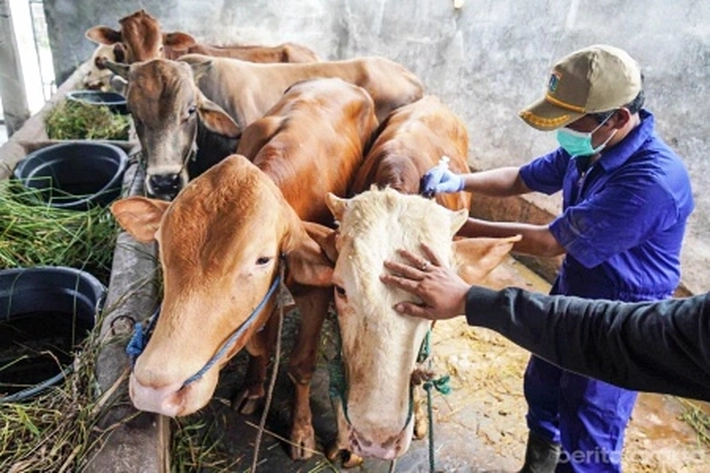 75 Petugas Dikerahkan untuk Lakukan Pemeriksaan Hewan Kurban Jelang Iduladha