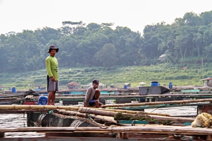 Nasib Keramba Jaring Apung Makin Memprihatinkan, 'Jadi Selalu Dirundung Kerugian'