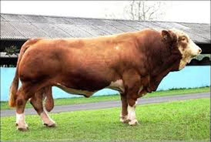Sapi Simental 910 Kg Jadi Pilihan Presiden Prabowo untuk Masyarakat Dumai