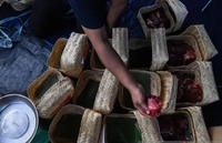Pemprov  Imbau tak Pakai Plastik untuk Bungkus Hewan Kurban