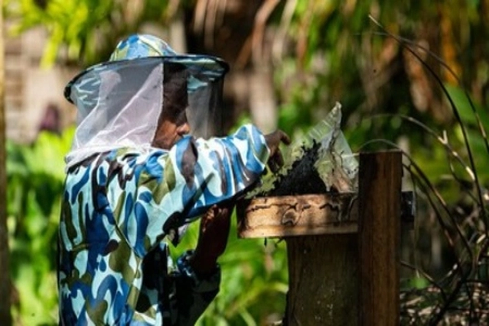 Hasil Madu Warga Desa Tak Seperti Dulu, 'karena Adanya Alih Fungsi Lahan Hutan jadi Perkebunan Sawit dan Industri'