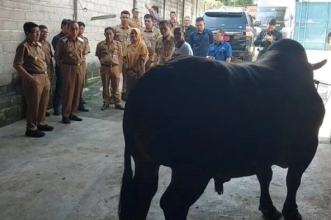 DPKH Riau Keluarkan Daftar Lengkap 13 Sapi dari Jenis Simental Hingga Brangus