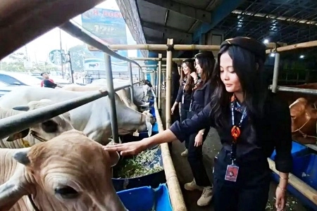 Cara untuk Beli Hewan Kurban Iduladha Meski Harganya Terasa Berat