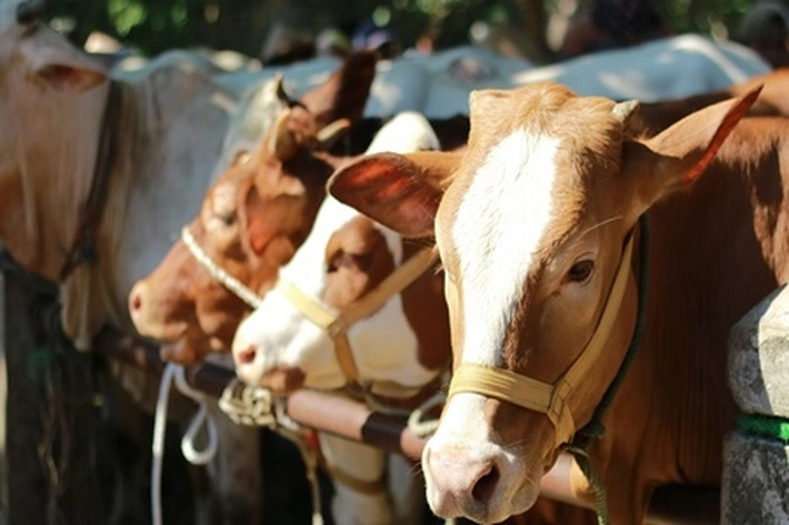Riau Dapat 14 Ekor Sapi Kurban dari Sumbangan Presiden Prabowo