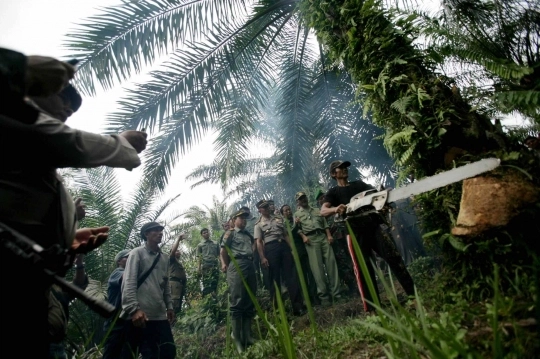 Nasib Masyarakat Petani Sawit di Kawasan Taman Nasional Terus Terkantung-katung dan Terjepit, 'Diusir Tanpa Relokasi yang Jelas Oleh Negara'