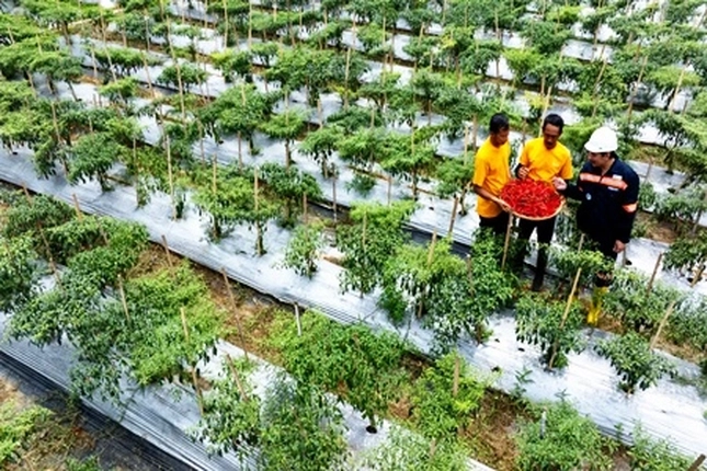 UMKM dan Lembaga Keuangan Mikro Syariah di Riau Diperkuat untuk Bangun Ekonomi Hijau
